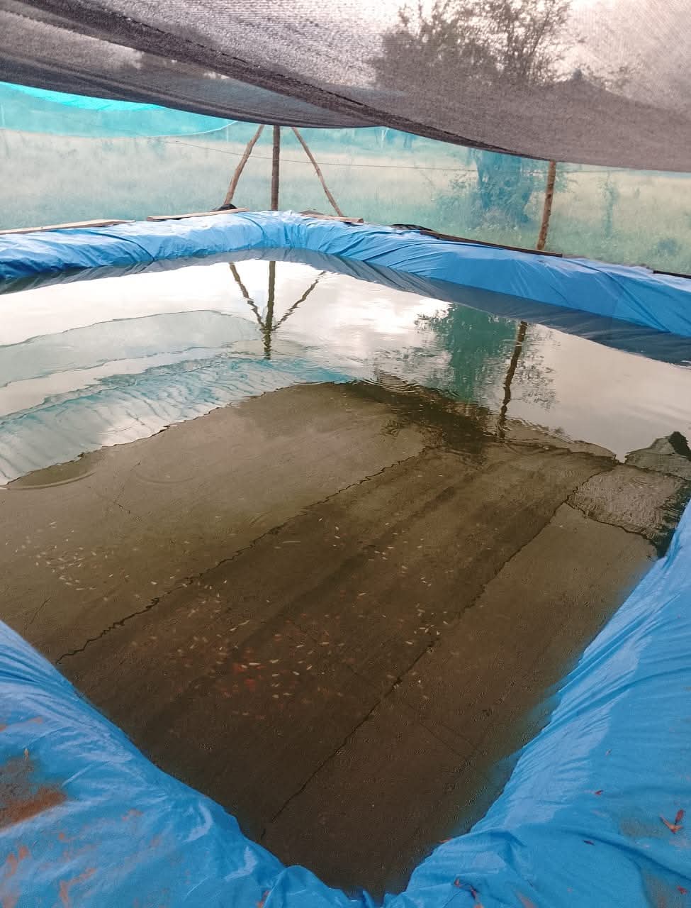 Molly fish breeding liner project